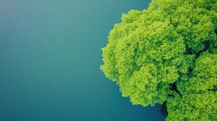 Aerial view of a green tree by water