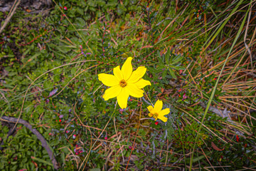 Pasochoa volcano, Pichincha Province, Quito, Ecuador - July 5, 2025: The ñachag, or bidens...