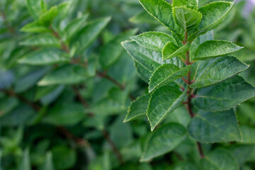 close up of green leaves