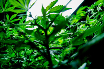 cannabis plant grow