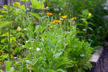 wildflowers in the garden