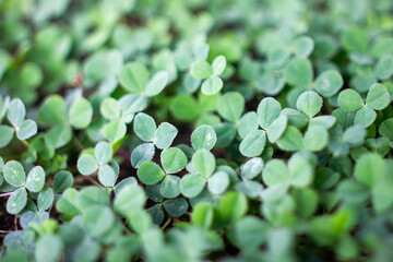 close up of clovers