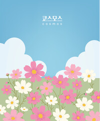 코스모스 백터 일러스트