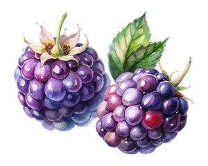 watercolor Blackberry vector illustration isolated on white background