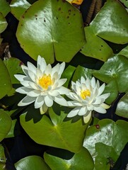 Tiger lotus, Australia