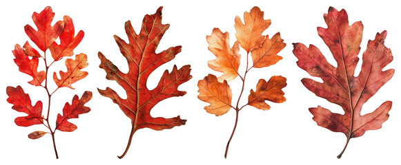 PNG Vibrant autumn oak leaves display, element set on transparent background