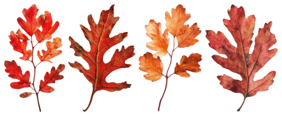 PNG Vibrant autumn oak leaves display, element set on transparent background