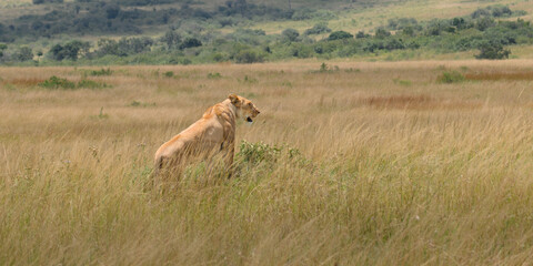 Lioness (Panthera leo) standing in tall grass in Lion Camp, Kenya, scanning the savanna for prey.