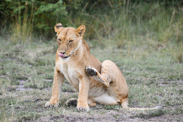 Lioness (Panthera leo) scratching her neck in Lion Camp, Kenya, in the African savanna.