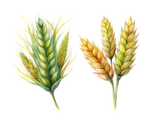 watercolor Barley vector illustration isolated on white background