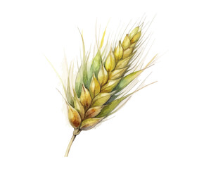 watercolor Barley vector illustration isolated on white background