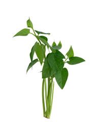 Vibrant green young plant sprouts with delicate leaves reaching upwards, symbolizing growth and new beginnings.