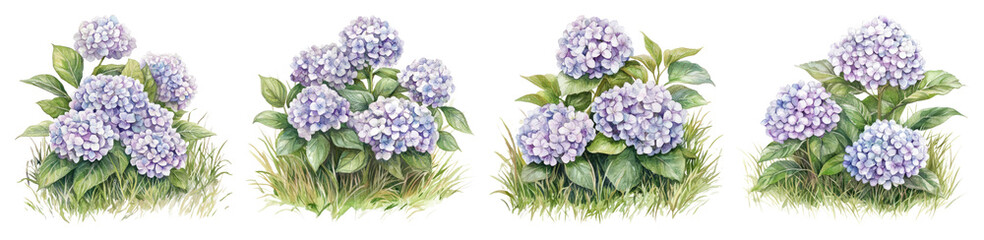 PNG Purple hydrangeas in bloom, element set on transparent background