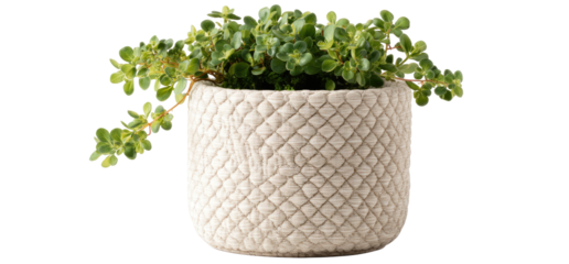 Light beige textured pot with small succulent plant