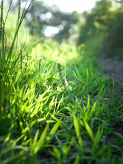 Green grass in forest.