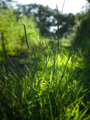 Green grass in forest.