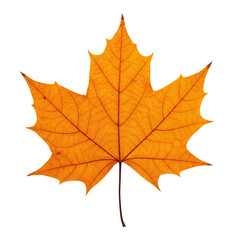 Obraz premium Single Orange Maple Leaf Isolated On White Background