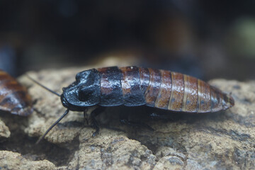 Close-up view of a cockroach resting on a rock