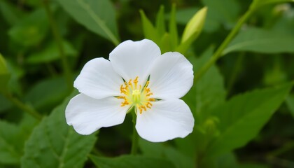 Fototapeta premium A white flower with a brown stem and a yellow green leaves forest background,