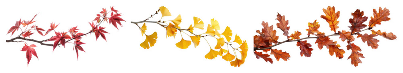 PNG Colorful autumn leaves garland decoration, element set on transparent background