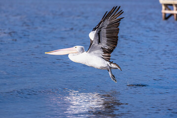 Close up of a pelican gliding over the water, creating splashes and droplets, Lake Colac, Victoria, Australia