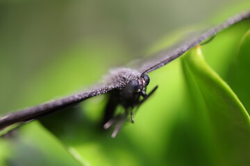 Butter fly on a Leaf Macro shot