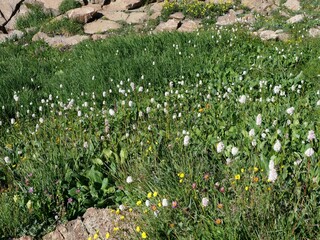 American Bistort Wildflowers Blooming in Alpine Tundra near Blue Lake, Mitchell Lake Trail, Indian Peaks Wilderness, Colorado