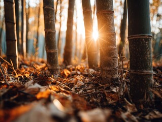 Obraz premium Sunlight streams through autumn bamboo grove