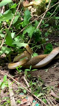 Two Indian rat snakes, also known as dhaman, are mating in an abandoned garden. The common species of colubrid snake are large, non-venomous, and harmless to humans, admired for their fast movements.