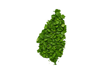 Abstract Image of Green Leaves Shape Isolated on a Black Background