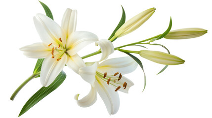 Obraz premium Easter lily branch and flower isolate on transparency background