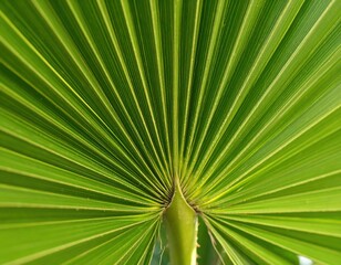 close up of palm tree leaf.