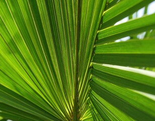 Obraz premium close up of palm tree leaf.