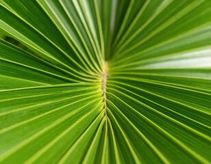Obraz premium close up of palm tree leaf.