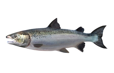 atlantic whole salmon fish