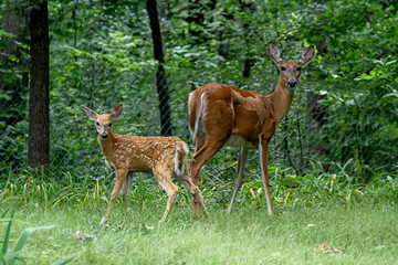 A White-tailed doe is guarding a fawn in a forest	