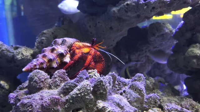 Close up view of hermit crab underwater in 4K, showcasing intricate shell details, natural textures, and marine habitat. Ideal for sea life, ocean wildlife, and aquatic nature themes.
