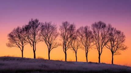 Silhouetted leafless trees on a hill at sunset, vibrant orange and purple sky