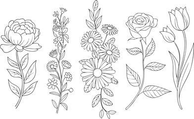 Line Art Peony, Delicate Wildflowers, Daisies, Rose, and Tulips on White Background