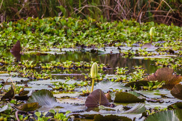Lotus flower at Oconal Lagoon, Villa Rica - Oxapampa, Pasco, Peru