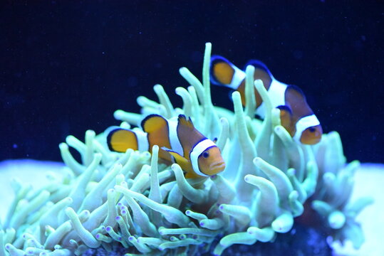 Clownfish in an Aquarium at The Aquarium of Western Australia 