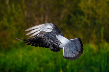 A feral pigeon is captured in mid-flight with its wings fully extended and its distinctive red eye...