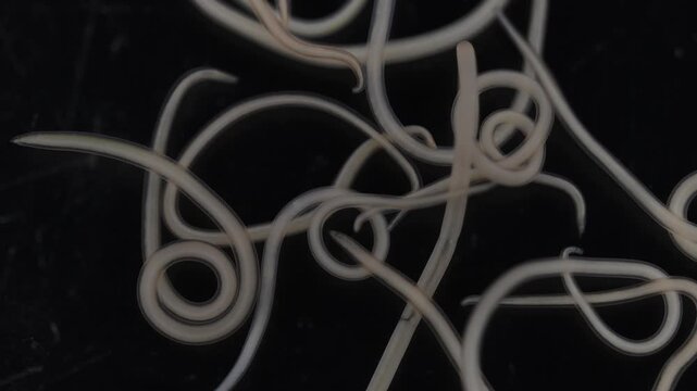 The nematodes (Nematoda), roundworms or eelworms constitute the phylum Nematoda. Species in the phylum inhabit a broad range of environments. Found in freshwater crabs.