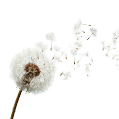 Dandelion seeds blowing in wind, dark background, nature, wish