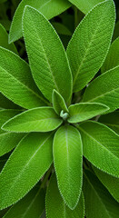 Naklejka premium Close Up Photo of Lush Green Sage Leaves with Detailed Texture