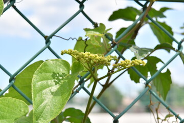ネットに絡まる雑草
