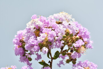 ピンク色の花