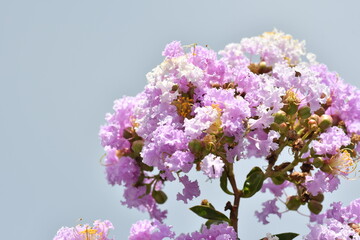 ピンク色の花