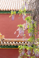 spring Wisteria flower in full blossom of Forbidden City, Beijing