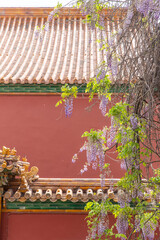 spring Wisteria flower in full blossom of Forbidden City, Beijing